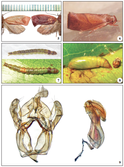 Orygocera amphitricha. 6. Orygocera amphitricha. 7. Orygocera amphitricha, larvae. 8. Orygocera amphitricha, pupae. 9. Orygocera amphitricha, male genitalia.