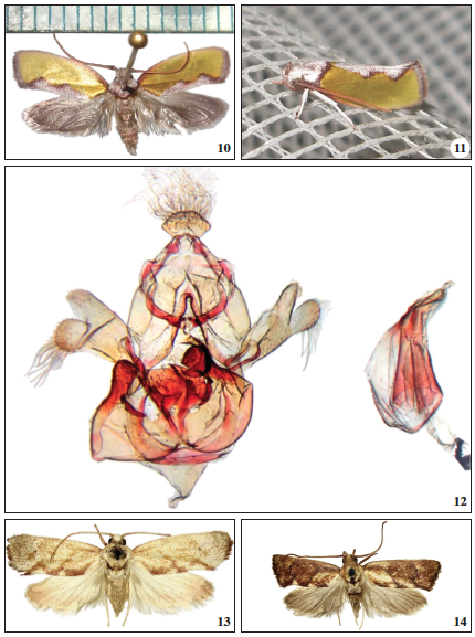 Orygocera tryphoxantha. 11. Orygocera tryphoxantha. 12. Orygocera tryphoxantha, male genitalia. 13. Orygocera lenobapta, female type. 14. Orygocera lenobapta, male type (Figures 13 and14 David Lees, BMNH, London).