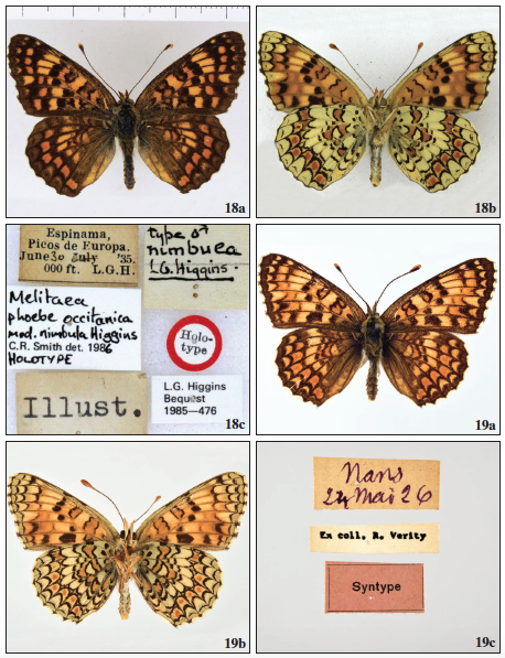Melitaea phoebe nimbula Higgins, 1941, male holotype, Asturian Mountains, Spain. © W. J. Tennent. 19A, B & C. Melitaea phoebe subtusca Verity, 1952, male syntype Nans les Pins, Var, France, 24 May 1926. © S. Bambi. [A = upperside (dorsal surface), B = underside (ventral surface), C = labels on specimen’s pin].