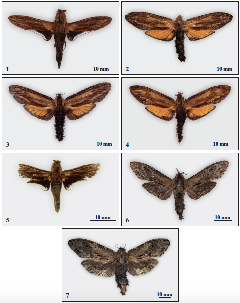 Cossidae (Zeuzerinae), adults: 1. Ceuroma mucorea (H.-S.), male, Venezuela: Valencia (NHMUK individual number 012832491); 2. C. mucorea (H.-S.), ♀, Porto Cabello (MNHN); 3. C. mucorea (H.-S.), ♀, (lectotype), [Brasil], (ZISP); 4. C. mucorea (H.-S.), ♀, Venezuela: Valencia (NHMUK individual number 012832548); 5. C. mucorea (H.-S.)?, ♂ (holotype of Cryptobia phobifera Dyar), Paraguay: Villa Rica, III-1922 (Jorgensen) (USNM); 6. Allocryptobia musae (H.-S.), ♂, paralectotype (ZISP); 7. Allocryptobia musae (H.-S.), ♀, lectotype (ZISP).