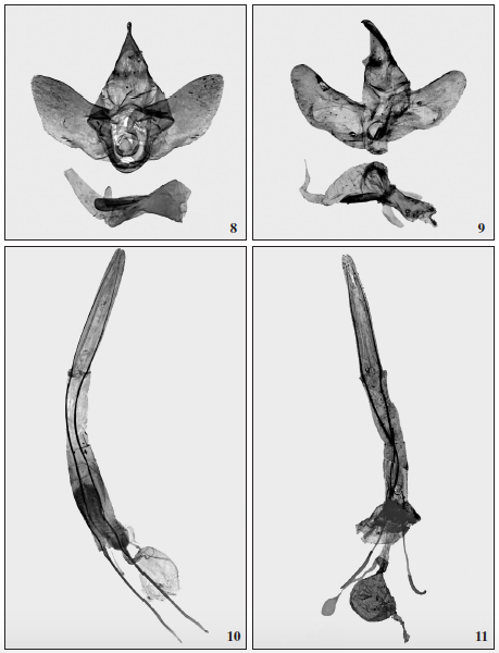 Male genitalia: 8. Ceuroma mucorea (H.-S.), Venezuela (slide NHMUK 010315522); 9. Allocryptobia musae (H.-S.), Panama (coll. R. Yakovlev, Barnaul). 10-11.– Female genitalia: 10. Ceuroma mucorea (H.-S.), Venezuela (slide NHMUK 010315561); 11. Allocryptobia musae (H.-S.), Colombia (coll. R. Yakovlev, Barnaul).