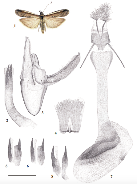 Pima karatauensis Tsvetkov, sp. n., holotype; 2-7. Idem, genitalia (scale 1 mm); 2. aedeagus; 3. male genitalia (aedeagus removed); 4. eighth sternum (male); 5, 6. male cornuti of different paratype specimens; 7. female genitalia; 8. Pima boisduvaliella (Guenée, 1845), male cornuti (scale 1mm).