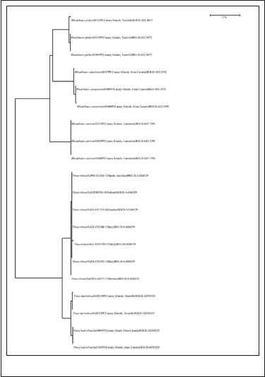 Neighbor Joining tree of DNA barcodes of three specimens of Rhodobates and two species of Tinea.