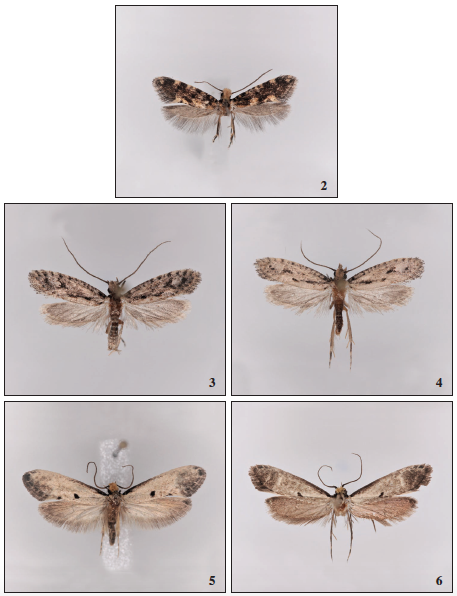 Infurcitinea canaricola Gaedike, 2019, ♀, La Palma, 9.5 mm. 3. Rhodobates carsteni Falck, Gaedike & Vives, sp. n., ♂, Lanzarote, 15 mm. 4. Rhodobates carsteni Falck, Gaedike & Vives, sp. n., ♂, Lanzarote, 15 mm (light specimen). 5. Tinea laurisilvaella Falck, Gaedike & Vives, sp. n., ♂, Tenerife, 18.5 mm. 6. Tinea laurisilvaella Falck, Gaedike & Vives, sp. n., ♀, Madeira, 18.5 mm. (dark specimen).