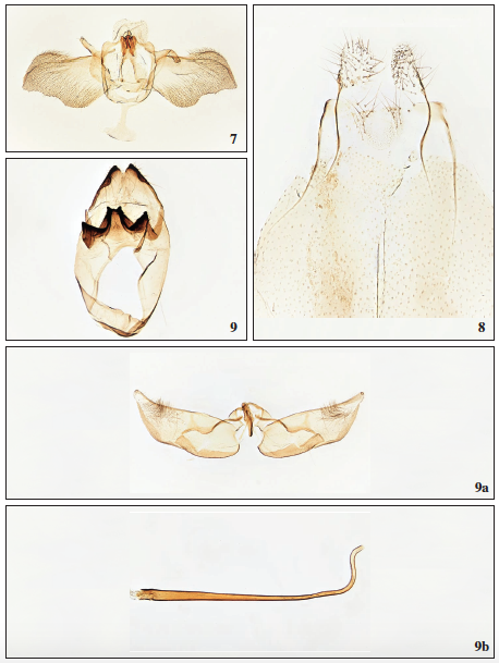 Infurcitinea canaricola Gaedike, 2019, ♂, La Palma, GP3035PF. 8. Infurcitinea canaricola Gaedike, 2019, ♀, La Palma, GP3038PF. 9. Rhodobates carsteni Falck, Gaedike & Vives, sp. n., ♂, Lanzarote, uncus-tegumen complex, GP3247PF. 9a.Valva-saccus complex, GP3247PF. 9b. Phallus, GP3251PF.