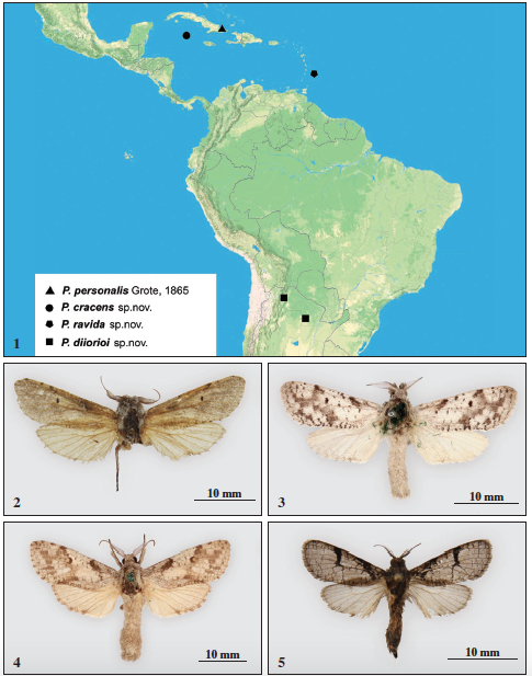 Zeuzerinae, adults. 1. Distributional map of Psychonoctua personalis, P. cracens, P. ravida and P. diiorioi. 2. Psychonoctua personalis Grote, male, Cuba, Prov. Holguin (MWM); 3. P. cracens Yakovlev, Penco & Naydenov, sp. n., male, holotype, Cayman Is. (NHMUK individual number 012832453); 4. P. ravida Yakovlev, Penco & Naydenov, sp. n., male, holotype, Barbados (NHMUK individual number 012832447); 5. P. diiorioi Yakovlev, Penco & Naydenov, sp. n., male, holotype, NW Argentina, Jujuy Prov. (ZISP).