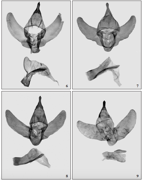 Zeuzerinae, male genitalia. 6. Psychonoctua personalis Grote, male, Cuba, Prov. Holguin (GenPrHeterocera MWM: 28.557); 7. P. cracens Yakovlev, Penco & Naydenov, sp. n., male, holotype, Cayman Is. (slide NHMUK 010315486); 8. P. ravida Yakovlev, Penco & Naydenov, sp. n., male, holotype, Barbados (slide NHMUK 010315480); 9. P. diiorioi Yakovlev, Penco & Naydenov, sp. n., male, holotype, NW Argentina, Jujuy Prov. (ZISP, Genital preparation nº 174, A. E. Naydenov).