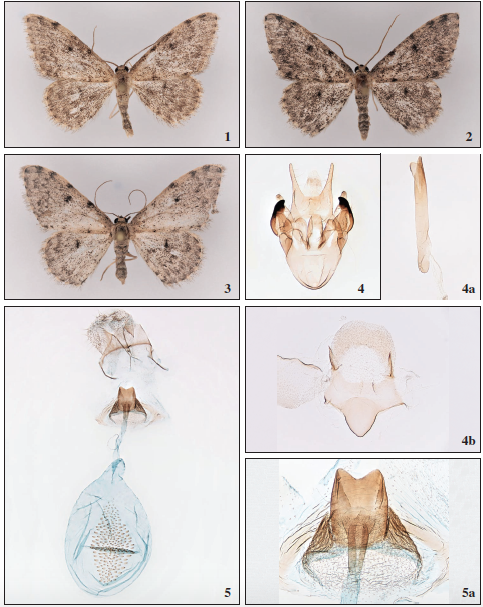 Scopula villumi Falck & Hausmann, sp. n., ♂, Tenerife, 22.5 mm. 2. Scopula villumi Falck & Hausmann, sp. n., ♂, dark specimen, Tenerife, 22 mm. 3. Scopula villumi Falck & Hausmann, sp. n., ♀, Tenerife, 26 mm. 4. Scopula villumi Falck & Hausmann, sp. n., ♂, genitalia slide 3065PF 4a. Aedeagus, genitalia slide 3065PF. 4b. Sternum A8, genitalia slide 3279PF. 5. Scopula villumi Falck & Hausmann, sp. n., ♀, genitalia slide 3286PF. 5a. Antrum-complex and lamella antevaginalis in details, 3286PF.