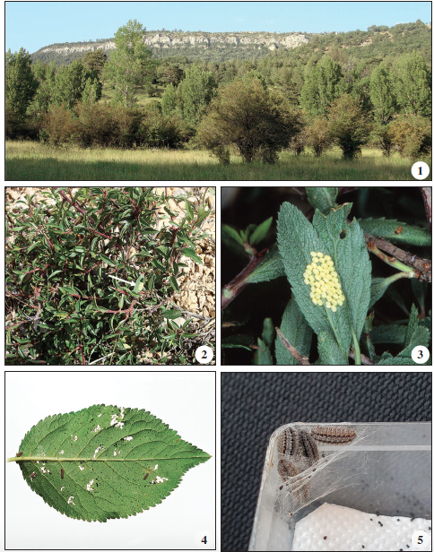Biology of Rhagades predotae. 1. Habitat of Rh. predotae at Spain, Castilla-La Mancha, Cuenca Province, NE of Huélamo, 1222 m. 2. Prunus ramburii Boiss., the larval host-plant. Eggs are shown by white arrow. 3. Eggs on a leaf of the host-plant. 4. Second instar larvae and feeding marks on the leaf of Prunus cerasifera Ehrh. (in captivity). 5. Four ninth instar larvae preparing for moulting inside a common silk network construction.