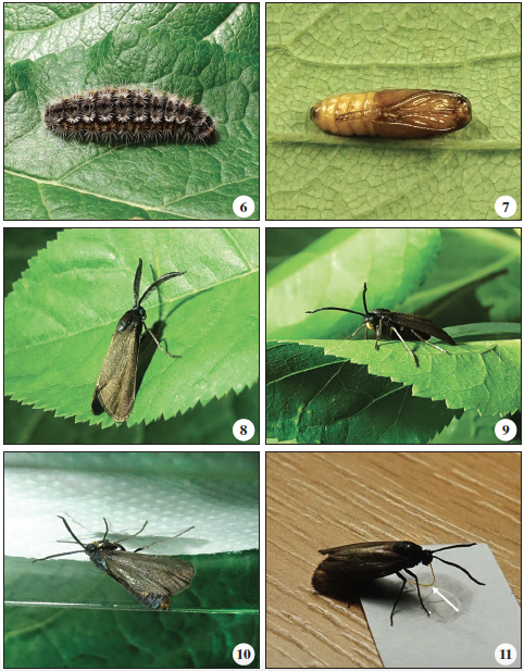 Biology of Rhagades predotae. 6. Fully grown (tenth instar) larva. 7. Pupa (ventral view). 8. Freshly emerged male, reared from egg (Spain, Cuenca Province, NE of Huélamo). 9. Freshly emerged female, reared from egg (Spain, Cuenca Province, NE of Huélamo), yellow proboscis is visible. 10. Virgin female in calling position waiting for male. 11. Female feeding from a solution of sucrose in captivity, the well-developed functionally active yellow proboscis is visible.