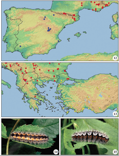 Distribution of Rhagades predotae (blue) and Rhagades pruni (red) on Iberian Peninsula (square shows locality vic. Huélamo).13. Distribution of Rhagades pruni (red) and Rhagades amasina (yellow) on Southern Balkans, Aegean Islands and Western Anatolia. 14. Fully grown larva of Rh. pruni (after EFETOV, 2001c). 5. Fully grown larva of Rh. amasina (after EFETOV, 2001c).