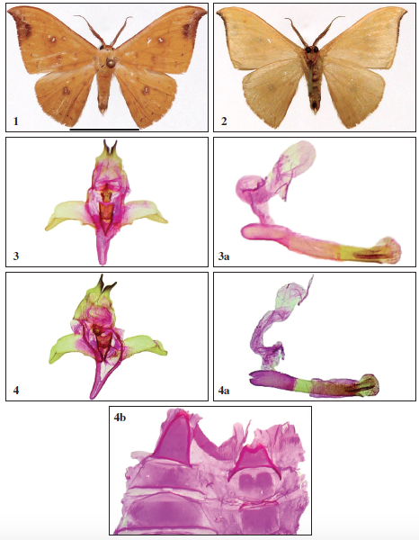 Tridrepana yazakii Expósito, sp. n., paratipo, anverso.– Monte Capote, Isla de Samar, IV-2006; 2. Reverso, Monte Capote, Isla de Samar, IV-2006; 3. Holotipo, Monte Capote, Isla de Samar, X-2005; 3a. aedeagus (preparación de genitalia AEH3384); 4. Paratipo, Monte Madja, Isla de Panay, IV-2006; 4a. aedeagus; 4b. parte distal de los últimos segmentos abdominales (preparación de genitalia AEH3381). (Escala 1 cm).