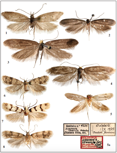 Adulto: 1. Agnoea (Agnoea) revillai Gastn & Vives, sp. n., ♂, holotypus. 2. Agnoea (Agnoea) detrimentella (Staudinger, 1859), 3. Agnoea (Agnoea) xanthosoma (Rebel, 1901), ♂. 4. Agnoea (Agnoea) xanthosoma (Rebel, 1901), ♀. 5. Symmoca revoluta Gozmny, 1985, ♂. 5a. Idem, etiquetas del mismo. 6. Symmoca revoluta Gozmny, 1985, ♂. 7. Idem, ♂. 8. Idem, ♀.