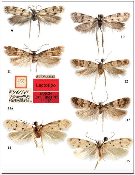 Adulto: 9. Symmoca requenai Gastn & Vives, sp. n., ♀, paratypus. 10. Symmoca requenai Gastn & Vives, sp. n., ♂, holotypus. 11. Symmoca tofosella Rebel, 1893, ♂, lectotypus. 11a. Idem, etiquetas del mismo. 12. Symmoca tofosella Rebel, 1893, ♀. 13. Idem, ♂. 14. Symmoca senora Gozmny, 1977, ♀. 15. Idem, ♂.