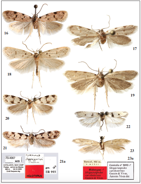 Adulto: 16. Symmoca dodecatella Staudinger, 1859, ♂. 17. Idem, ♀. 18. Symmoca redondoi Gastn & Vives, sp. n., ♂, holotypus. 19. Idem, ♀, paratypus. 20. Symmoca nigromaculella Ragonot, 1875, ♂. 21. Symmoca degregorioi Requena, 2006, ♂, holotypus. 22. Mirificarma scissella (Chrtien, 1915), ♂. 23. Megacraspedus carolustertius Gastn & Vives, sp. n., ♂, holotypus.