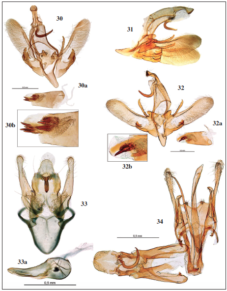 Genitalia macho: 30. Symmoca revoluta Gozmny, 1985, holotypus, prep. gen. 1235AV. 30a. Idem, aedeagus. 30b. Idem, detalle del mismo. 31. Symmoca degregorioi Requena, 2006, holotypus, prep. gen. ER993. 32. Symmoca nigromaculella Ragonot, 1875, ♂, prep. gen. 7016JG. 32a. Idem, aedeagus. 32b. Idem, detalle del mismo. 33. Megacraspedus carolustertius Gastn & Vives, sp. n., holotypus, prep. gen. 2093AV. 33a. Idem, aedeagus. 34. Mirificarma scissella (Chrtien, 1915), prep. gen. 7994JG.
