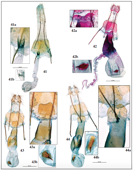 Genitalia hembra: 41. Agnoea (Agnoea) xanthosoma (Rebel, 1901), prep. gen. 57455AV. 41a. Idem, detalle del ostium. 41b. Idem, detalle del signum. 42. Symmoca revoluta Gozmny, 1985, prep. gen. 3976AV. 42a. Idem, detalle del ostium. 42b. Idem, detalle del signum. 43. Symmoca requenai Gastn & Vives, sp. n., paratypus, prep. gen. 8009JG. 44. Symmoca tofosella Rebel, 1893, prep. gen. 7015JG. 44a. Idem, detalle del ostium. 44b. Idem, detalle del signum.