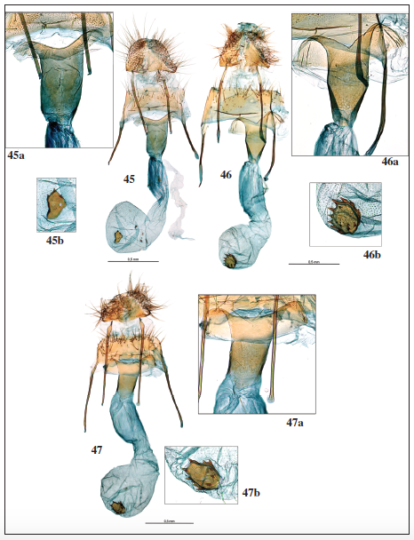 Genitalia hembra:. 45. Symmoca senora Gozmny, 1977, prep. gen. 7065JG. 45a. Idem, detalle del ostium. 45b. Idem, detalle del signum. 46. Symmoca dodecatella Staudinger, 1859, prep. gen. 8089JG. 46a. Idem, detalle del ostium. 46b. Idem, detalle del signum. 47. Symmoca redondoi Gastn & Vives, sp. n., paratypus, prep. gen. 8090JG. 47a. Idem, detalle del ostium. 47b. Idem, detalle sel signum.