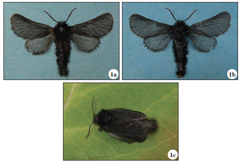 Stygioides italica Mazzei & Yakovlev, 2016 ♀, Manuela & Mario Pinzari leg. wingspan 15.5 mm: a) upperside; b) underside; c) live.