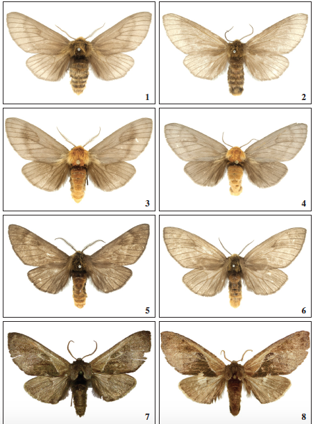 Adults of Eustema species, dorsal view. 1-4. E. dara (Druce): 1. ♂. 2. ♀, Nicaragua. 3. ♂. 4. ♀, Brazil. 5-6. E. opaca Schaus, Brazil: 5. ♂. 6. ♀. 7-8. Rapanodonta rapana (Jones) (Brazil): 7. ♂. 8. ♀.