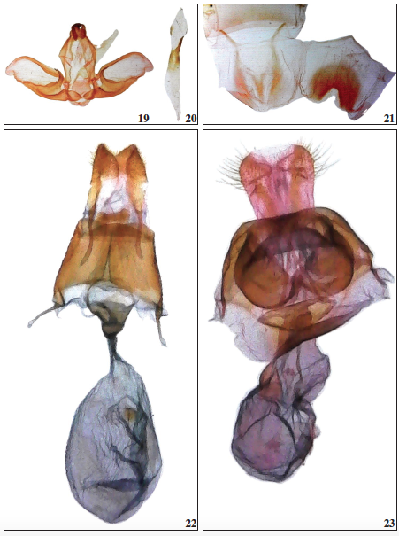 Rapanodonta rapana: 19. ♂ genitalia, ventral view. 20. aedeagus, lateral view. 21. 8th abdominal segment (left, tergite; right, sternite). 22-23.– 22. Eustema dara ♀ genitalia, Brazil; 23. E. argentata Becker, sp. n., ♀ genitalia, holotype.