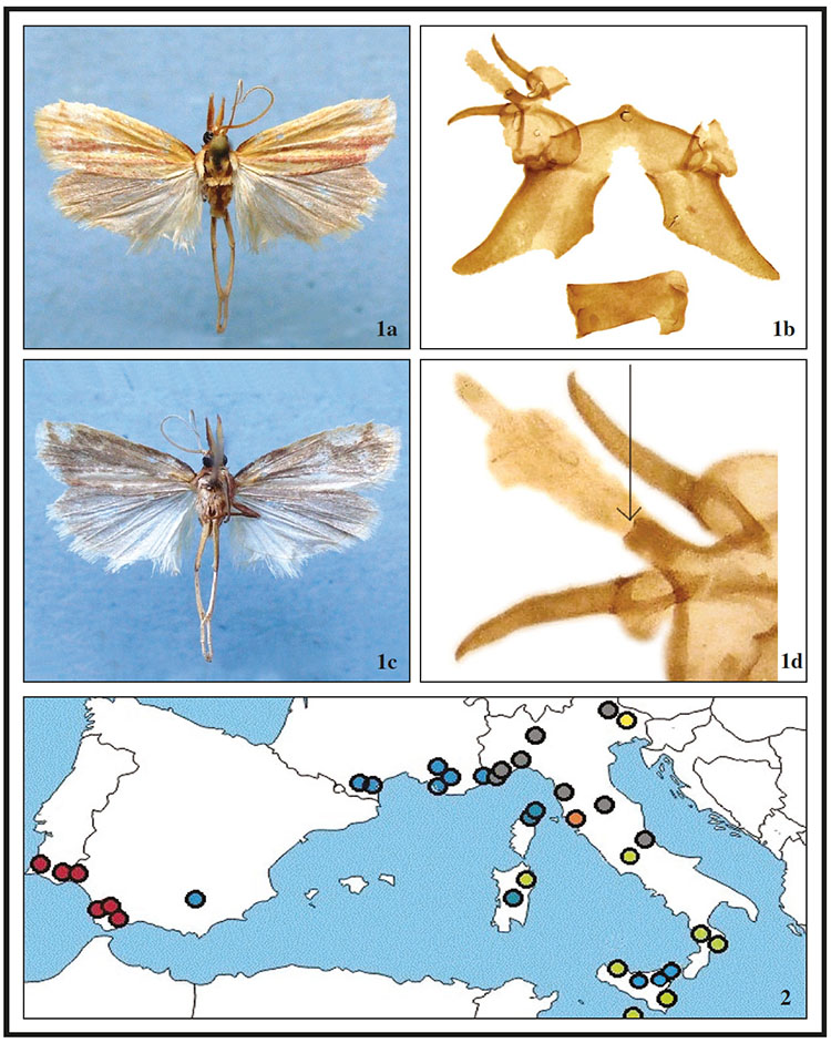 1.Hypsotropa aenigmatica Pinzari & Pinzari, sp. n., male, wing spans 18 mm, Tuscany, Capalbio Scalo (GR), 27-VI-2007, M. Pinzari leg.; A) front; B) male genitalia (gen. praep. PIRA 574 M. Pinzari); C) back; D) genital parts (gnathos) (gen. praep. PIRA 574, M. Pinzari). 2. Distribution of the genus Hypsotropa in Italy: H. unipunctella (yellow); H. limbella (dark grey); H. roseostrigella (light blue); H. vulneratella (green); H. aenigmatica Pinzari & Pinzari, sp. n. (orange). In Portugal, Spain and France only H. roseostrigella and H. vazquezi (red) (GAST&Oacute;N et al., 2016) were shown