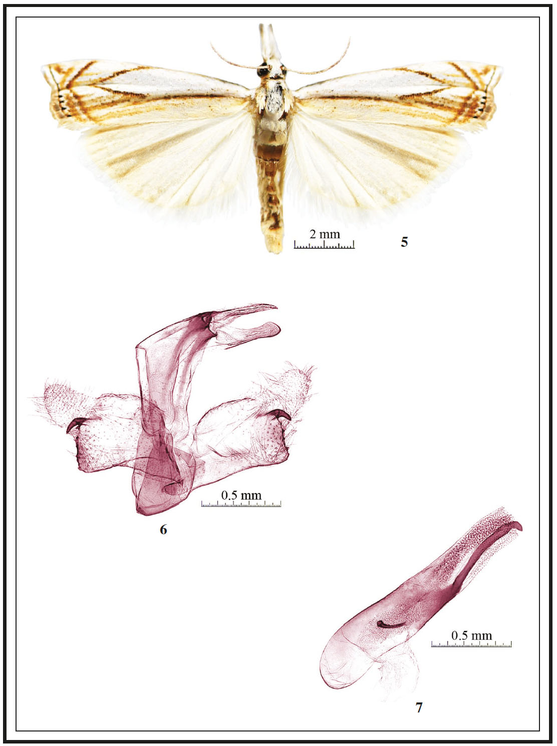 Crambus bipartellus South, 1901: 5. Adult, male; 6. Male genitalia without phallus; 7. Phallus.