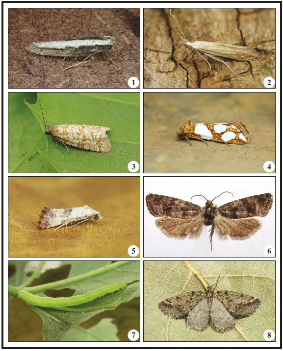 1. Gladiovalva rumicivorella (Millière, 1881), Serra de Arga (C. Silva). 2. Coleophora currucipennella Zeller, 1839, Pitões das Júnias (J. Nunes). 3. Isotrias penedana Trematerra, 2013, Serra do Marão (J. Nunes). 4. Eugnosta lathoniana (Hübner, 1800), Guadramil (J. Nunes). 5. Neocochylis millierana (Peyerimhoff, 1877), Cigadonhe, Gestosa (J. Nunes). 6. Pseudococcyx friedmariana Larsen, 2020, Poço (J. Rosete). 7. Eupithecia assimilata Doubleday, 1856, Penelas, Ermida, larva on Humulus lupulus L. (J. Nunes). 8. Tephronia espaniola Schawerda, 1931, Cigadonhe, Gestosa (J. Nunes).