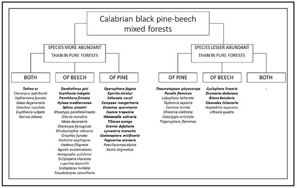 Main observed differences of the abundance of individual species between pure and mixed forests of Calabrian black pines and beeches. In bold the species with larvae having foodplants in the tree layer