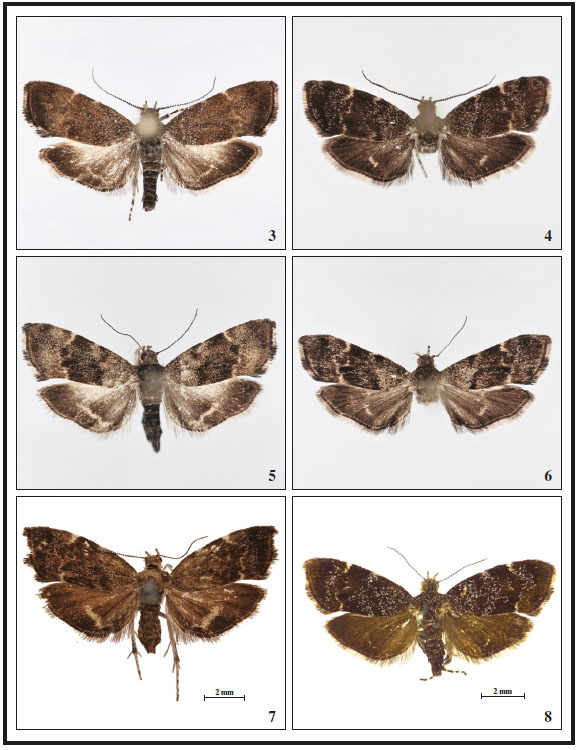 3. Anthophila variabilis Falck, Karsholt & Rota, sp. n., ♂, Tenerife, 13.5 mm. 4. A. variabilis Falck, Karsholt & Rota, sp. n., ♂, Tenerife, 11 mm. 5. A. variabilis Falck, Karsholt & Rota, sp. n., ♀, Tenerife, 14.5 mm. 6. A. variabilis Falck, Karsholt & Rota, sp. n., ♀, Tenerife, 13 mm. 7. A. fabriciana (Linnaeus, 1767), ♀ Finland, 14 mm. 8. A. threnodes (Walsingham, 1910), ♀, Madeira (Portugal), 12 mm.