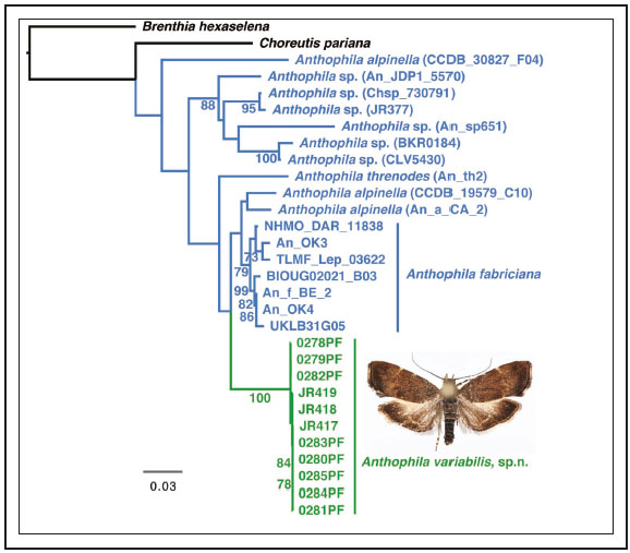 A maximum likelihood tree of Anthophila based on seven nuclear genes as well as the entire COI gene. The numbers on branches are bootstrap values