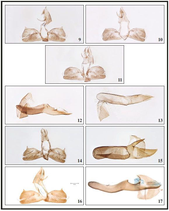 9. Anthophila variabilis Falck, Karsholt & Rota, sp. n., ♂, Tenerife, GP 2484PF. 10. A. variabilis Falck, Karsholt & Rota, sp. n., ♂, Tenerife, GP 2503PF. 11. A. variabilis Falck, Karsholt & Rota, sp. n., ♂, Tenerife, GP 2501PF. 12. A. variabilis Falck, Karsholt & Rota, sp. n., phallus, Tenerife, GP 2502PF. 13. A. variabilis Falck, Karsholt & Rota, sp. n., phallus, Tenerife, GP 2503PF. 14. A. fabriciana (Linnaeus, 1767), ♂, Denmark, GP2500PF. 15. A. fabriciana (Linnaeus, 1767), phallus, Denmark, GP2500PF. 16. A. threnodes (Walsingham, 1910), ♂, Madeira (Portugal), GP5236OK. 17. A. threnodes (Walsingham, 1910), phallus, Madeira (Portugal), GP5236OK.