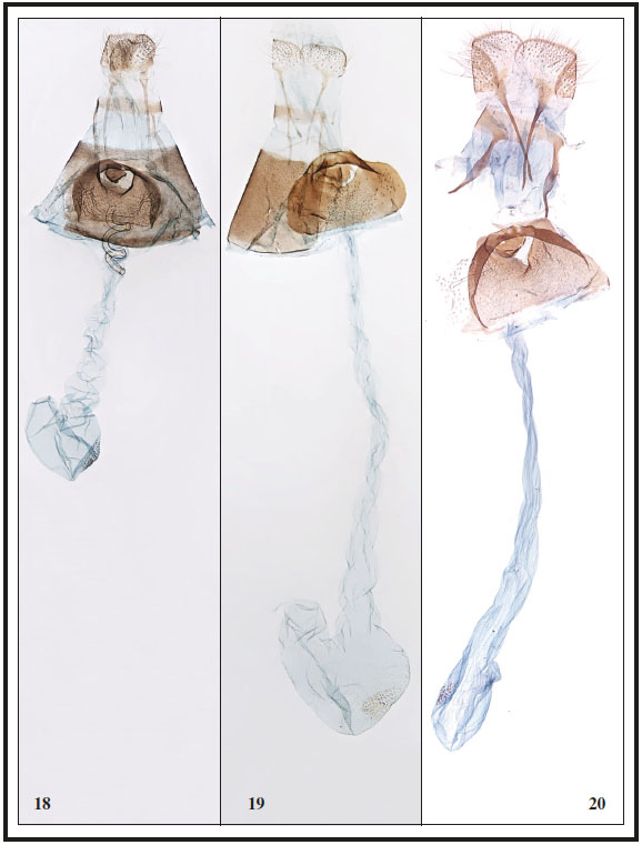18. Anthophila variabilis Falck, Karsholt & Rota, sp. n., ♀, Tenerife, GP 3284PF. 19. A. fabriciana (Linnaeus, 1767), ♀, Denmark, GP3280PF. 20. A. threnodes (Walsingham, 1910), ♀, Madeira (Portugal), GP5240HH