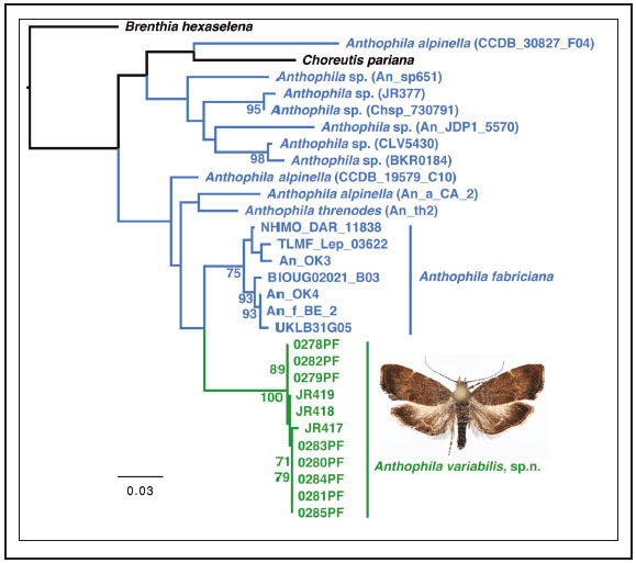 A maximum likelihood tree of Anthophila based on the DNA barcode sequences The numbers on branches are bootstrap values