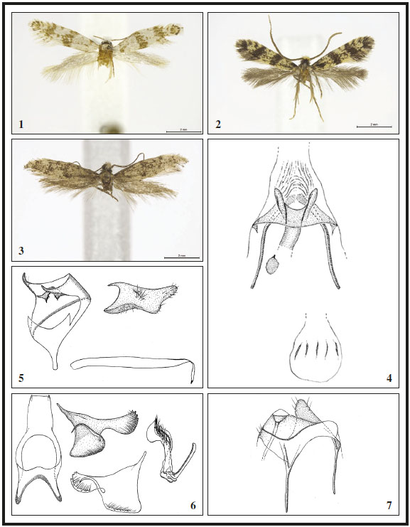 1. Eudarcia albocapitata Gaedike, sp. n., holotype. 2. Eudarcia lakoniacola Gaedike, sp. n., holotype. 3. Infurcitinea mayri Gaedike, sp. n., holotype. 4. Eudarcia albocapitata Gaedike, sp. n., ginopigio. 5. Eudarcia lakoniacola Gaedike, sp. n., andropigio. 6. Infurcitinea mayri Gaedike, sp. n., andropigio. 7. Infurcitinea olympica Petersen, ginopigio