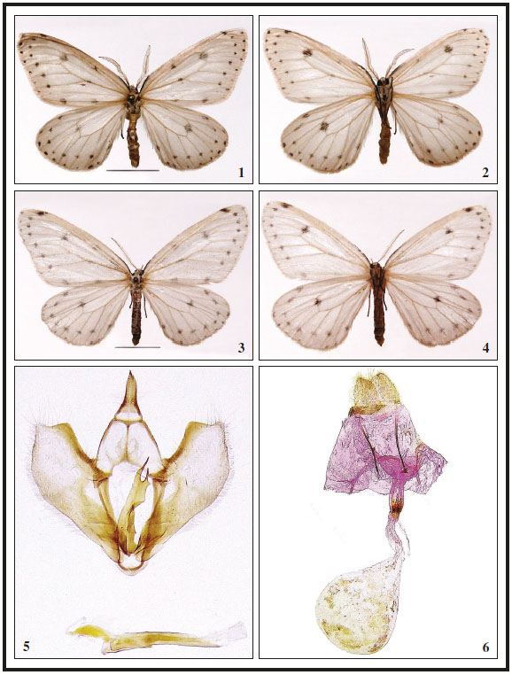 1. Antispastis xylophragma, adulto. 2. Daños de A. xylophragma, en hoja de Solanum umbellatum. 3. Andropigio. 4. Aedeagus. 5. Detalle del aedeagus