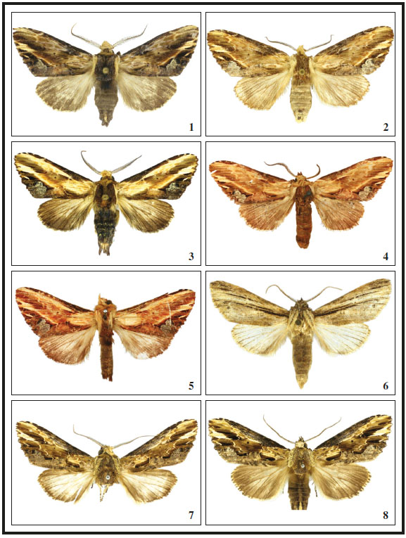 Adults (dorsal view) of Nycterotis species: 1-2. N. dognini, Ecuador. 1. ♂. 2. ♀. 3-5. N. poecila. 3. ♂, Ecuador. 4. ♀ Lectotype, Venezuela. 5. ♂ Holotype of N. fulgens, Venezuela. 6. N. lineata Becker, sp. n., Brazil, ♂ holotype. 7-8. N. noelia Becker, sp. n., Brazil. 7. ♂ holotype. 8. ♀ paratype.