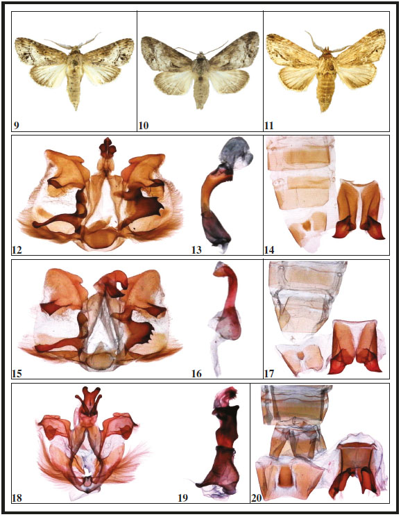 Adults (dorsal view) of Nycterotis species 9-11: N. chaconi Becker, sp. n., Costa Rica. 9. ♂ holotype. 10. ♀ paratype. 11. N. balcazari Becker, sp. n., ♂ holotype, Guatemala. 12-14.– Genitalia ♂ (ventral view), aedeagus (lateral view) and 8th abdominal segments (ventral view: left tergite, right sternite), of Nycterotis species: 12-14. N. poecila, Ecuador. 15-17. N. dognini, Ecuador; 18-20. N. noelia Becker, sp. n., holotype, Brazil.