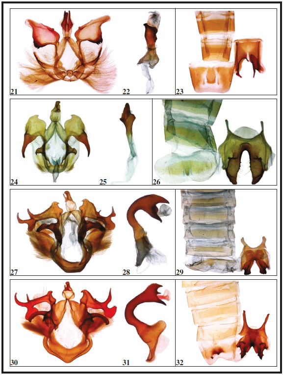 Genitalia ♂ (ventral view), aedeagus (lateral view) and 8th abdominal segments (ventral view: left tergite, right sternite), of Nycterotis species: 21-23. N. densissima, Brazil. 24-26. N. chaconi Becker, sp. n., holotype, Costa Rica. 27-32. N. lupia, Mexico. 30-32. N. colimata, Mexico