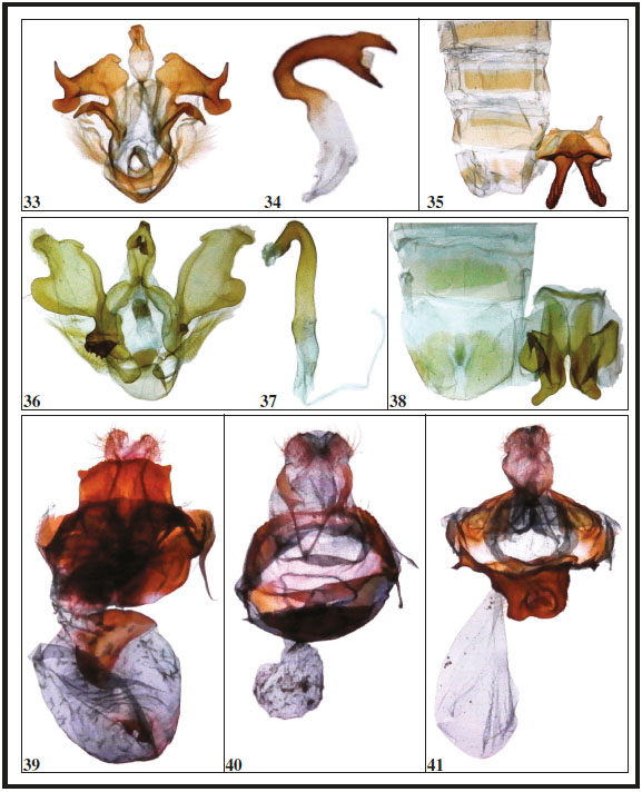 Genitalia ♂ (ventral view), aedeagus (lateral view) and 8th abdominal segments (ventral view: left tergite, right sternite), of Nycterotis species: 33-35. N. balcazari Becker, sp. n., holotype, Guatemala. 36-38. N. lineata Becker, sp. n., ♂ paratype, Brazil. Genitalia ♀, (ventral view) of Nycterotis species 39. N. noelia Becker, sp. n., ♀ paratype, Brazil. 40. N. chaconi Becker, sp. n., ♀ paratype, Costa Rica. 41. N. lupia, ♀, Mexico