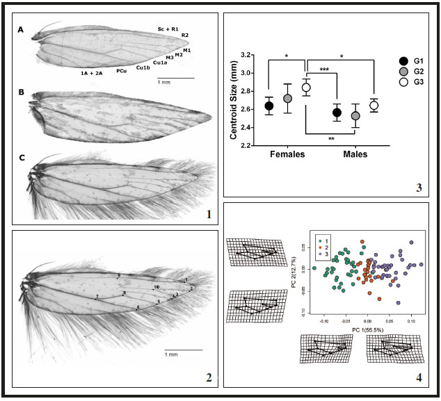 1. Groups of P. xylostella used in size and shape comparisons. Classification was done by differences observed in M vein. A: Group 1, M1 and M2 stalked over a section longer than the separate section of both veins. B: Group 2, M1 and M2 stalked over a section of the same length as the separate section of M1 and longer than the separate section of M2. C: Group 3, M1 and M2 stalked over a section shorter than the separate section of M1 and the same length as the separate section of M2. Condition in Group 3 matches the description of the species according to Baraniak (2007). 2. Right hind wing of male P. xylostella showing the 10 chosen landmarks. 3. Mean centroid size with IC 95% of hind wing for each group of P. xylostella. Asterisks indicate statistically significant differences between two groups. 4. Scatter plot showing the variation in hind wing shape of three groups of P. xylostella along the first two principal components. Transformation grids illustrate changes from consensus shape along axes.