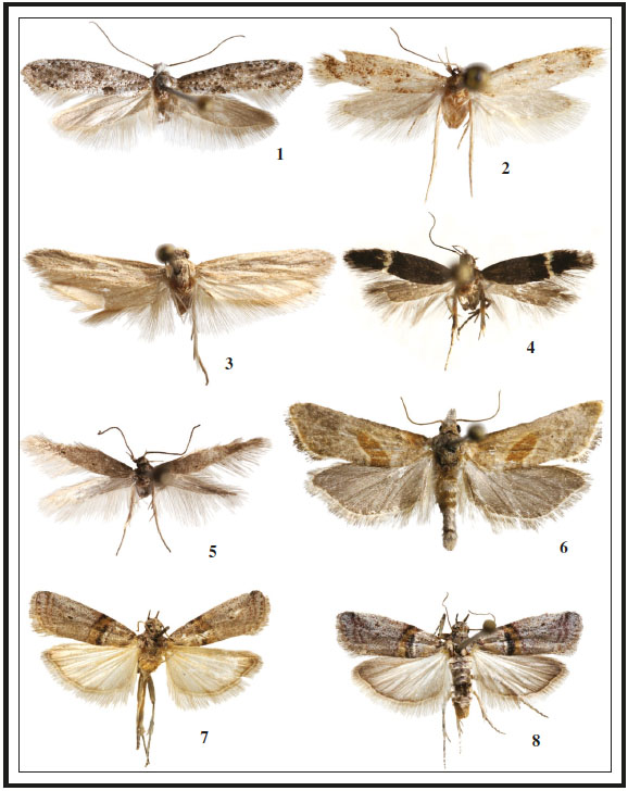 Adulto: 1. Paraswamerdamia kitamurae Gastn & Vives, 2020, ♂. 2. Symmoca mimetica Gozmny, 2008, ♀. 3. Turatia scioneura (Meyrick, 1929), ♀. 4. Aproaerema ochrofasciella Toll, 1936, ♀. 5. Megacraspedus sinevi Vives & Gastn, sp. n., ♂, holotypus. 6. Cochylimorpha erlebachi Huemer & Trematerra, 1997, ♂. 7. Sudaniola asselbergsi Vives & Gastn, sp. n., ♂, holotypus. 8. Sudaniola asselbergsi Vives & Gastn, sp. n., ♀, paratypus