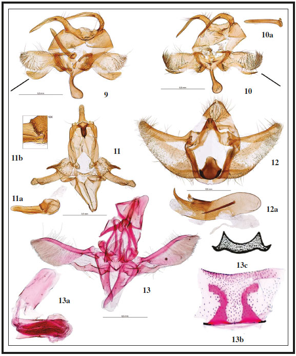 Genitalia macho: 9. Paraswamerdamia kitamurae Gastn & Vives, 2020, prep. gen. 8219JG. 10. Paraswamerdamia albicapitella (Scharfenberg, 1805), prep. gen. 8221JG. 10a. Idem, aedeagus. 11. Megacraspedus sinevi Vives & Gastn, sp. n., holotypus, prep. gen. 8245JG. 11a. Idem, aedeagus. 11b. Idem, detalle del aedeagus. 12. Cochylimorpha erlebachi Huemer & Trematerra, 1997, prep. gen. 8177JG. 12a. Idem, aedeagus. 13. Sudaniola asselbergsi Vives & Gastn, sp. n., holotypus, andropigio, prep. gen. 1316AV. 13a. Idem, aedeagus. 13b. Idem, culcita del 8 segmento, paratypus, prep. gen. 7321JG. 13c. Sudaniola remanella Roesler, 1973, culcita del 8 segmento, paratypus, siguiendo a ROESLER (1973)