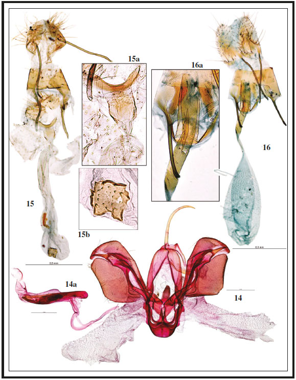 Genitalia macho y hembra: 14. Spodoptera frugiperda (Smith, 1797), prep. gen. 61725AV. 14a. Idem, aedeagus. 15. Symmoca mimetica Gozmny, 2008, prep. gen. 1240ER. 15a. Idem, detalle ostium y antrum. 15b. Idem, detalle del signum. 16. Aproaerema ochrofasciella Toll, 1936, prep. gen. 8275JG. 16a. Idem, detalle del antrum y ductus bursae