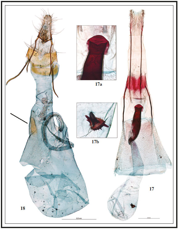 Genitalia hembra: 17. Turatia scioneura (Meyrick, 1929), prep. gen. 1-14AV. 17a. Idem, ostium. 17b. Idem, signum de la bursa. 18. Sudaniola asselbergsi Vives & Gastn, sp. n., paratypus, prep. gen. 7370JG