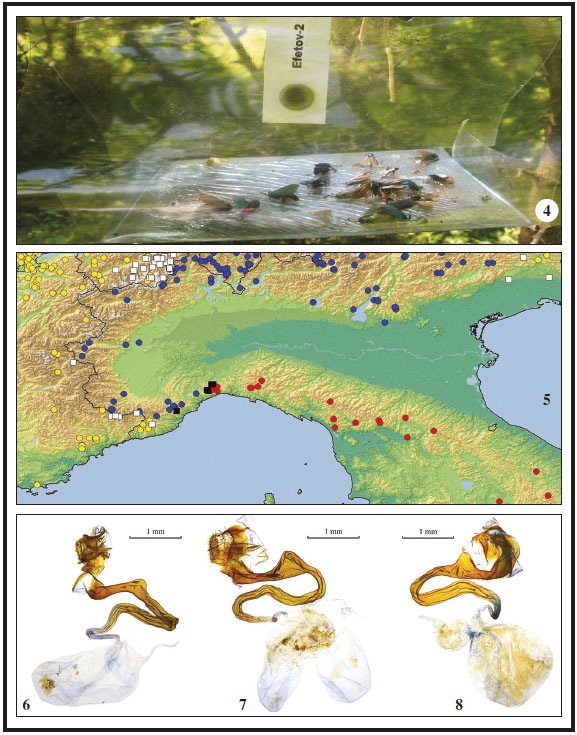 4. Sticky trap baited with EFETOV-2 with 17 ♂♂ of Adscita italica and 1 ♂ of Adscita mannii, province L’Aquila, La Montagnola, vic. Daino, 05-VII-2018. 5. Distribution of Adscita statices (yellow dots), Adscita alpina (blue dots), Adscita italica (red dots), hybrids Adscita statices x alpina (white squares) and Adscita alpina x italica (black squares). 6. Female genitalia of Adscita alpina. 7. Female genitalia of Adscita italica. 8. Female genitalia of Adscita alpina x italica hybrid.