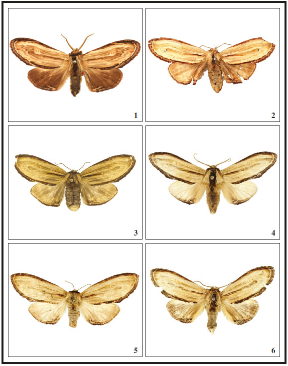 Adults of Arhacia species, dorsal view: 1. A. combusta (Herrich-Schäffer) (= postbrunnea Rothschild, ♂ holotype), French Guiana; 2. A. combusta (Herrich-Schäffer), ♀ Syntype, Brazil; 3. A. combusta (Herrich-Schäffer), ♀, Brazil, BA, Boa Nova; 4. A. imitata Becker, sp. n., ♂, Holotype, Brazil, SP, São Luiz do Paraitinga; 5. A. imitata Becker, sp. n., ♀ Paratype, Brazil, BA, Camacã; 6. A. imitans (Schaus), ♂, Costa Rica, Cartago, Turrialba