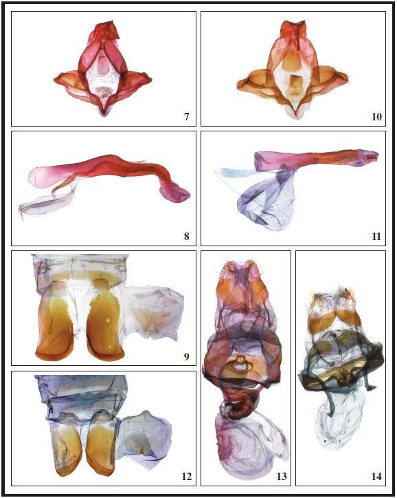 Genitalia, ventral view, and 8th abdominal segments of Arhacia species: 7. A. imitata Becker, sp. n., genitalia, paratype ♂, Brazil; 8. A. imitata Becker, sp. n., aedeagus, lateral view; 9. A. imitata Becker, sp. n., 8th segment (left, sternite; right, tergite); 10. A. imitans (Schaus), ♂ genitalia, Costa Rica; 11. A. imitans (Schaus), aedeagus, lateral view; 12. A. imitans (Schaus), 8th segment (left, sternite; right, tergite); 13. A. imitata Becker, sp. n., ♀ genitalia, paratype, Brazil; 14. A. combusta (Herrich-Schäffer), ♀ genitalia, Brazil, BA, Boa Nova