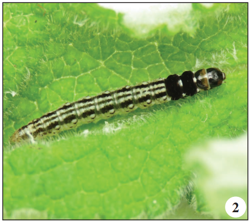 Acompsia schmidtiellus (Heyden, 1848)