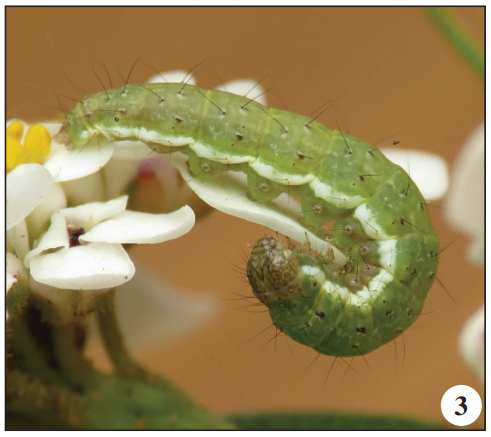 Evergestis marocana (D. Lucas, 1956)